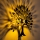 Aplique de parede HEART TREE 1xE27/40W/230V preto