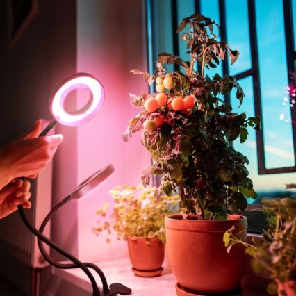 Candeeiro de mesa LED flexível regulável com clip para plantas de cultivo VITARO 2xLED/4W/230V preto
