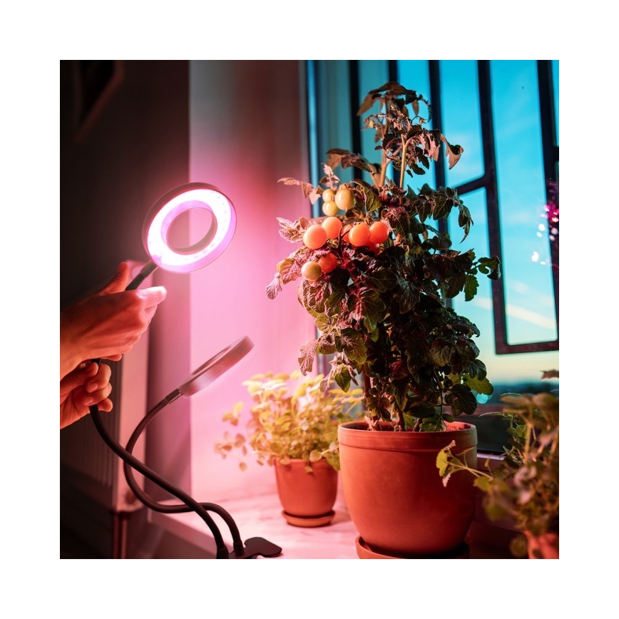 Candeeiro de mesa LED flexível regulável com clip para plantas de cultivo VITARO 2xLED/4W/230V preto