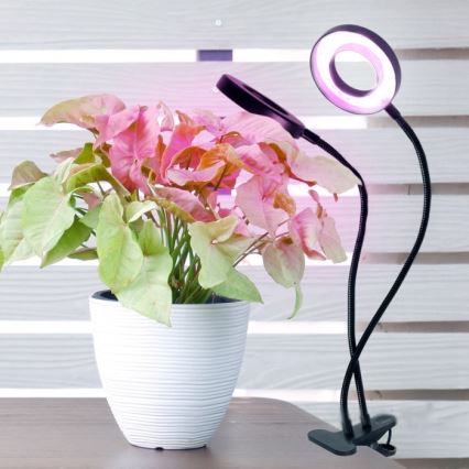 Candeeiro de mesa LED flexível regulável com clip para plantas de cultivo VITARO 2xLED/4W/230V preto