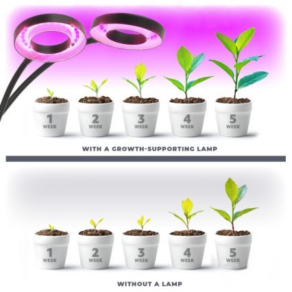 Candeeiro de mesa LED flexível regulável com clip para plantas de cultivo VITARO 2xLED/4W/230V preto