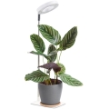 Candeeiro de secretária LED dimerizável para cultivo de plantas VERDI LED/5W/5V 1300K CRI 95 branco