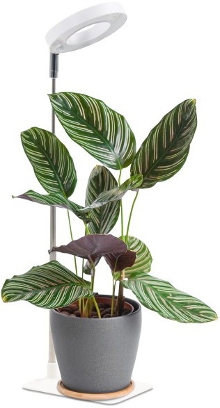 Candeeiro de secretária LED dimerizável para cultivo de plantas VERDI LED/5W/5V 1300K CRI 95 branco