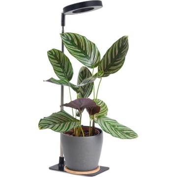 Candeeiro de secretária LED regulável para cultivo de plantas VERDI LED/5W/5V 1300K CRI 95 preto