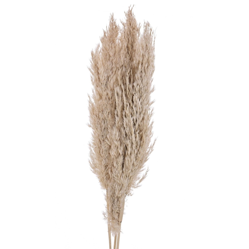 Eglo - Flor seca 85 cm bege