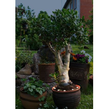 Eglo - Corrente decorativa exterior LED SPINETOLI 6xLED IP65