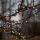 Eglo - Corrente exterior de Natal LED 700xLED/8 funções 14m multicolor IP44