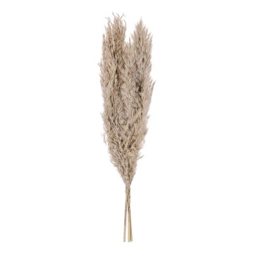 Eglo - Flor seca 55 cm bege