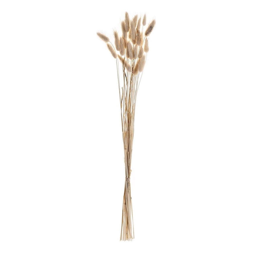 Eglo - Flor seca 60 cm bege