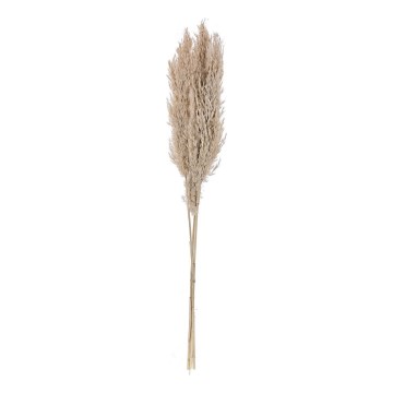 Eglo - Flor seca 85 cm bege