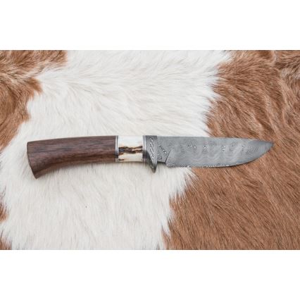Faca de caça em Damasco 11,8 cm nogueira/chifre de veado