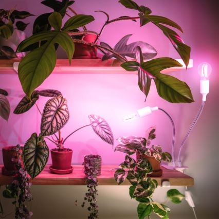 Flexível candeeiro de mesa com clipe para o cultivo de plantas PLANTY 2xE27/30W/230V branco