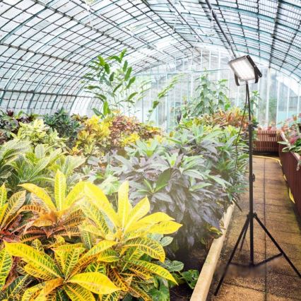 Holofote LED com suporte para o cultivo de plantas FIRON LED/45W/230V IP54 preto