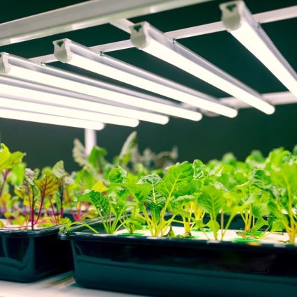 Iluminação para armário de cozinha LED para o cultivo de plantas GROWLY LED/9W/230V branco