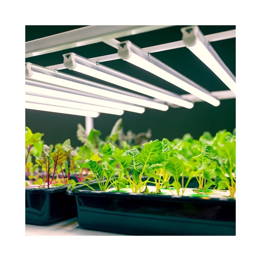 Iluminação para armário de cozinha LED para o cultivo de plantas GROWLY LED/9W/230V branco