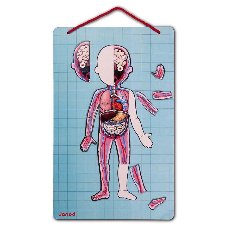 Janod - Puzzle magnético BODYMAGNET corpo humano