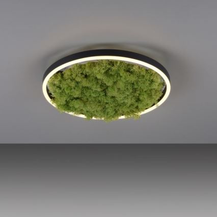 JUST LIGHT. 15391-66 - Iluminação de teto LED com regulação VERDE RITU LED/20W/230V