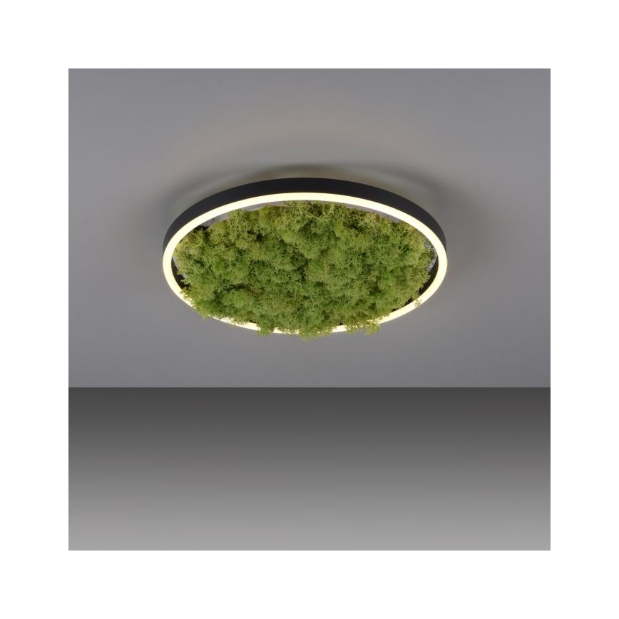 JUST LIGHT. 15391-66 - Iluminação de teto LED com regulação VERDE RITU LED/20W/230V