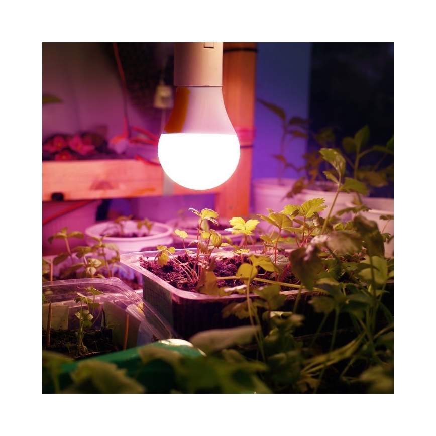 Lâmpada LED para crescimento de plantas PLANTY E27/11W/230V 1200K branco