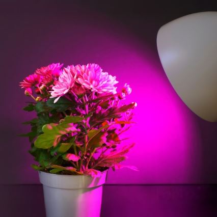Lâmpada LED para crescimento de plantas PLANTY E27/11W/230V 1200K branco