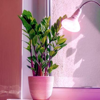 Lâmpada LED para crescimento de plantas PLANTY E27/7W/230V 1200K branco