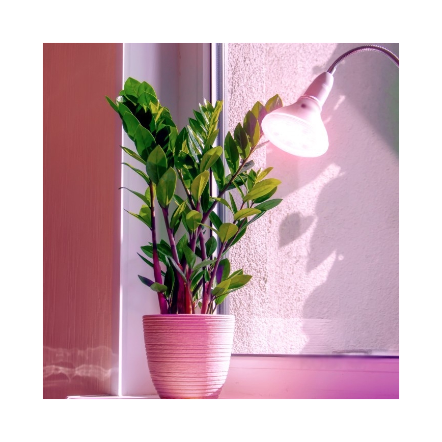 Lâmpada LED para crescimento de plantas PLANTY E27/7W/230V 1200K branco