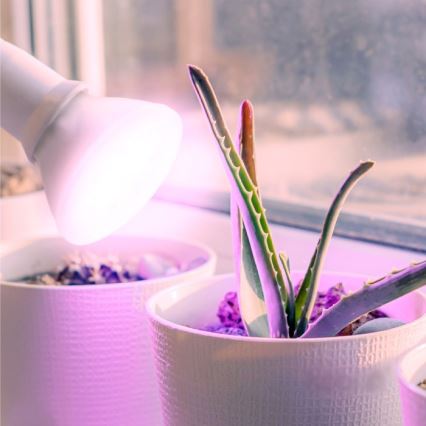 Lâmpada LED para crescimento de plantas PLANTY E27/7W/230V 1200K branco