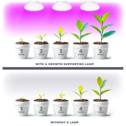Lâmpada LED para crescimento de plantas PLANTY E27/7W/230V 1200K branco