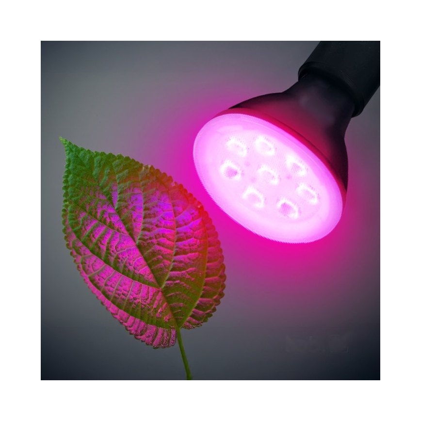 Lâmpada LED para crescimento de plantas PLANTY E27/7W/230V 1200K preto