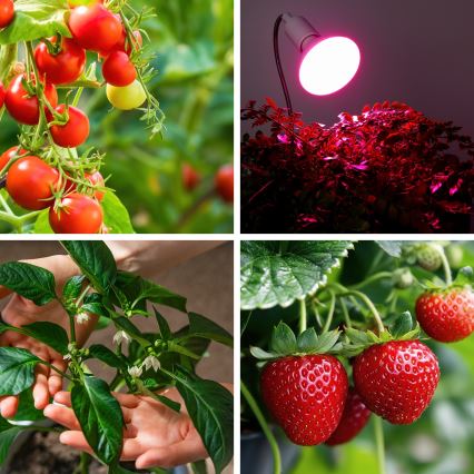 Lâmpada LED para crescimento de plantas VITABLOOM E27/9W/230V 1200K branco - Brilagi
