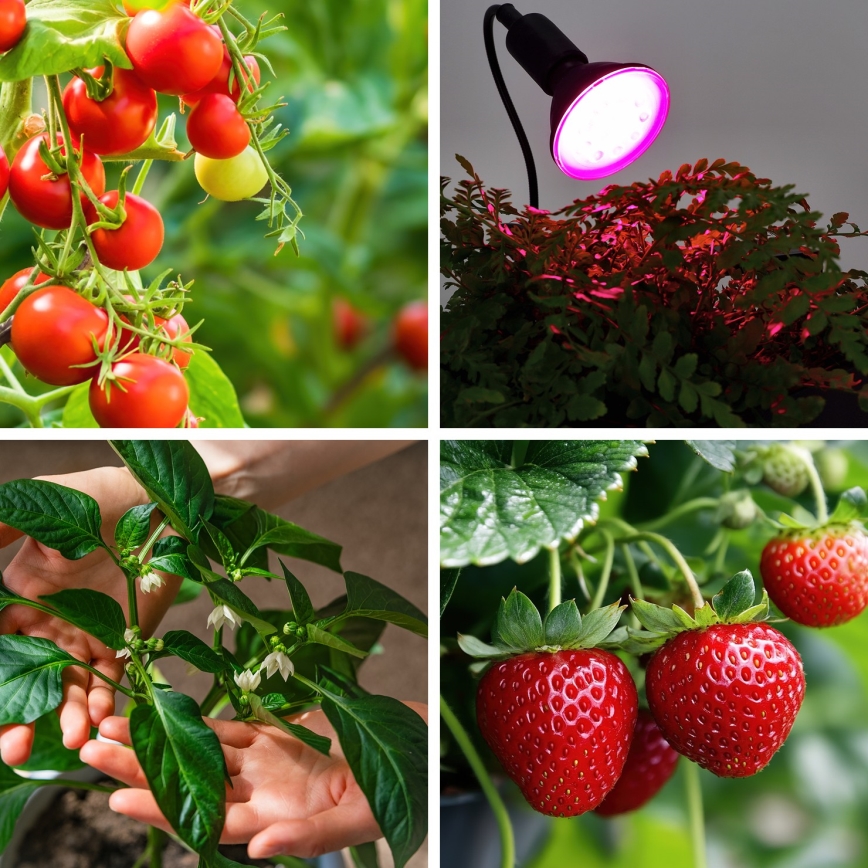 Lâmpada LED para crescimento de plantas VITABLOOM E27/9W/230V 1200K preto - Brilagi