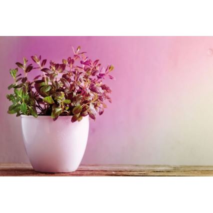 LED Lâmpada para crescimento de plantas GROW VERDE R50 E14/4W/230V - Paulmann 28734