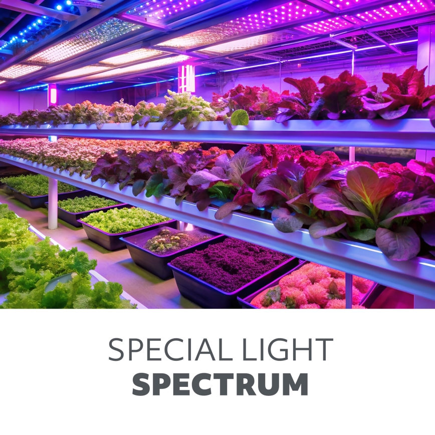 Luz LED para crescimento de plantas PLANTY E27/8W/230V 1200K