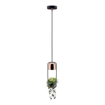 Paulmann 79749 - 1xGU10/20W Candelabro suspenso FANJA 230V