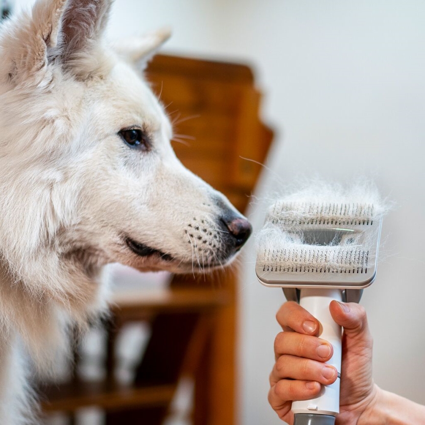 TESLA Electronics PetCare - Kit de limpeza para animais de estimação 300W/230V