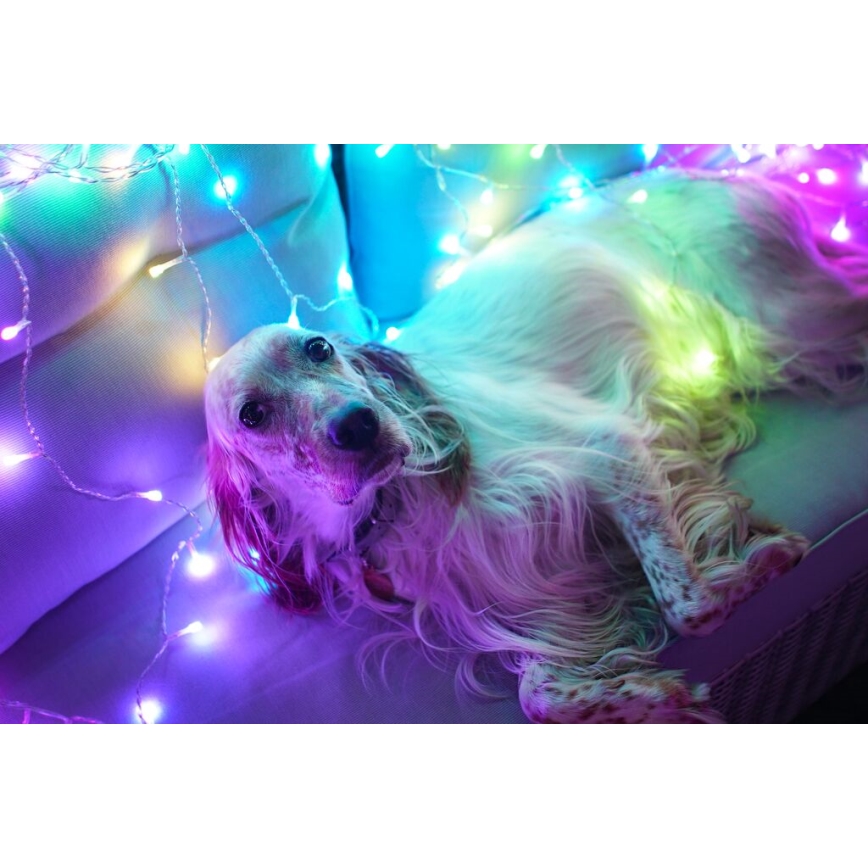 Twinkly - LED RGBW Regulação exterior Cortina de Natal CURTAIN 210xLED 6,1m IP44 Wi-Fi