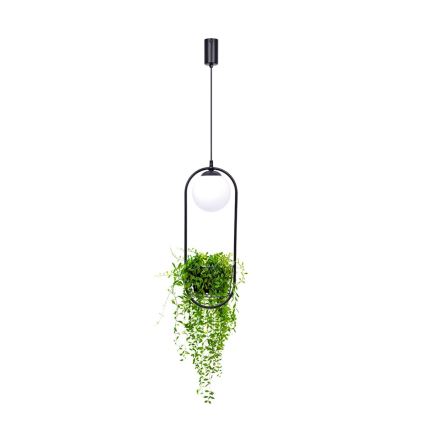 Zuma Line - Candelabro suspenso 1xE14/40W/230V preto